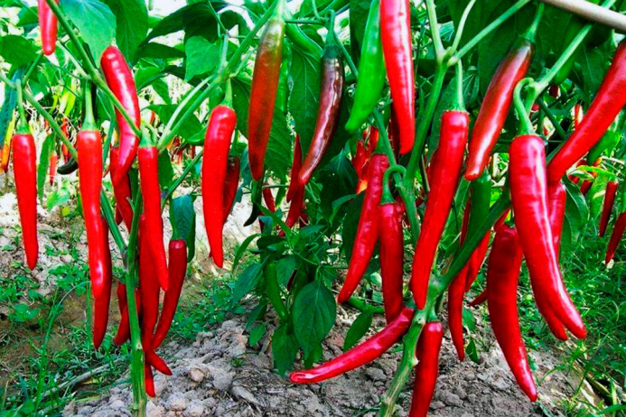  Bitter pepper: spice and medicinal plant