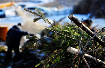 Post-holiday disposal of Christmas trees