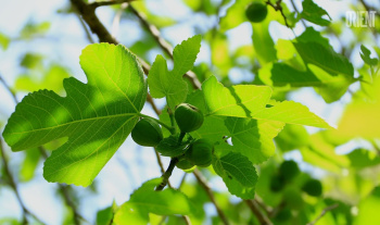 How to quickly grow figs - Turkmen scientists propose a biological method