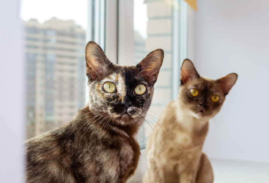bigstock-Two-Turtle-colored-Burmese-Cat-453582107-940x640.jpg