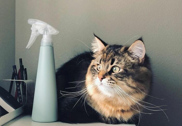 Meet-Yamaneco-the-cat-who-has-more-facial-expressions-than-you-618b756a600a5__700.jpg