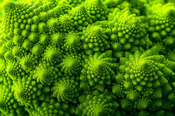 geometry-in-nature-06.jpg