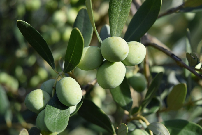  Оливки и маслины: секреты полезного плода