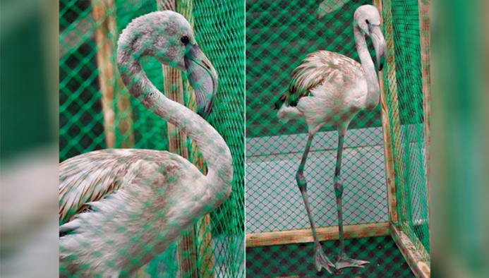  В Новосибирском зоопарке выходили отбившегося от стаи розового фламинго
