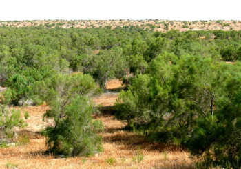 Saxaul – the main in the desert