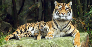 Is it possible to “resurrect” the Caspian tigers?