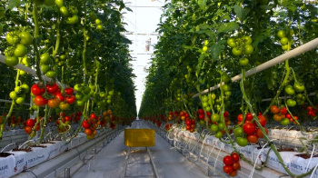 Agricultural companies of Turkmenistan are looking for business partners in Europe - we are going to Macfrut 2024 in Italy