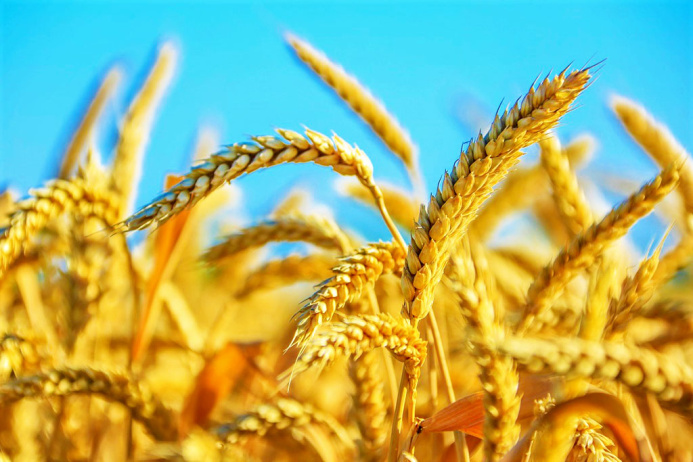  Turkmen grain growers will start harvesting on June 3