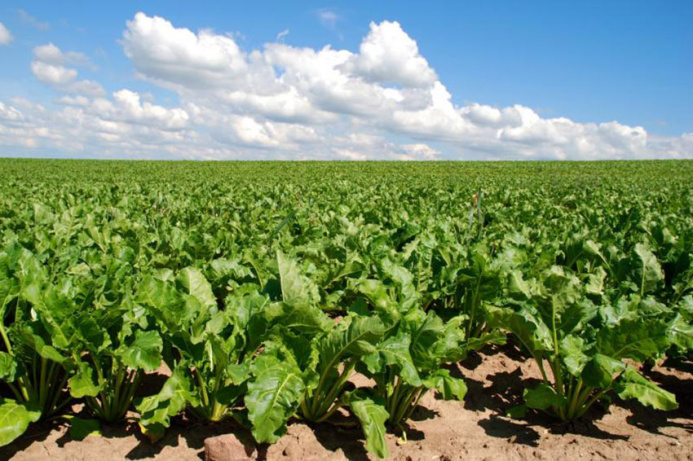  Over 100,000 tons of sugar beets harvested in the Karakum etrap