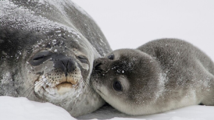  На берегу Каспия в Дагестане найдены около 700 погибших тюленей