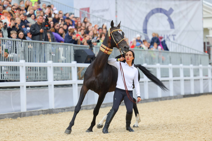  On September 14 and 15, Moscow will host the Arabian Horse Championship and Ahal-Teke Exhibition