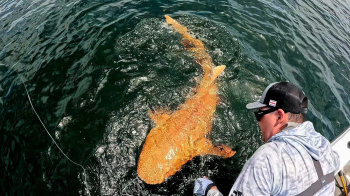The world's first "Golden" shark has been caught jff the coast of Costa Rica