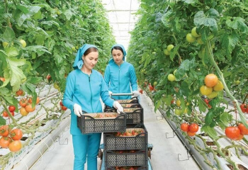 Лебапский велаят увеличил производство продовольственных товаров в первом полугодии