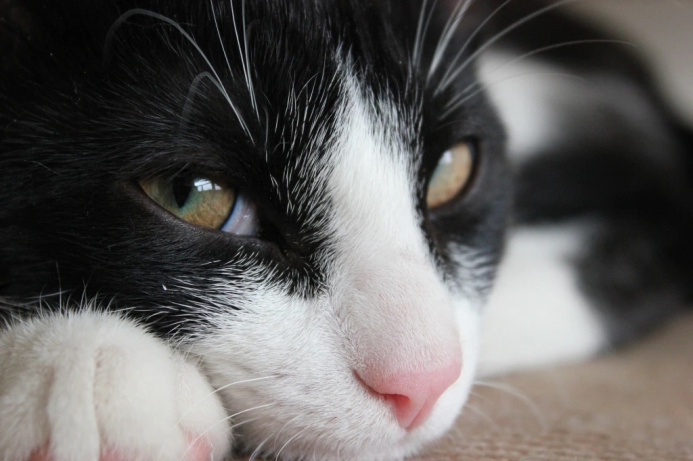  The smile of the Cheshire cat: scientists have counted about 300 facial expressions in cats