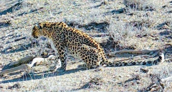 In the Badkhyz reserve, a leopard fell into a camera trap