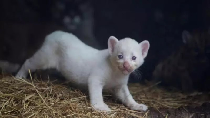  An ultra-rare white cougar has appeared in Nicaragua