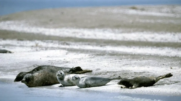  В России пересчитают каспийских тюленей
