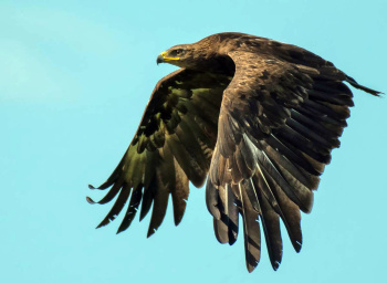 Feathered traveler returned home