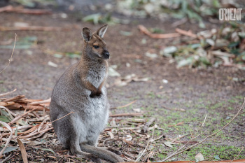 Bloggers helped British researchers to count the population of kangaroos