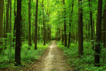 UNEP launches a virtual journey through three world's forests