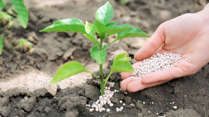 Turkmen businessman set up production of organic fertilizers