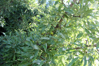 New pear species: the story of a discovery