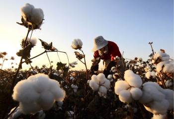 Turkmen scientists have developed a new high-performance grade of fine-fiber cotton