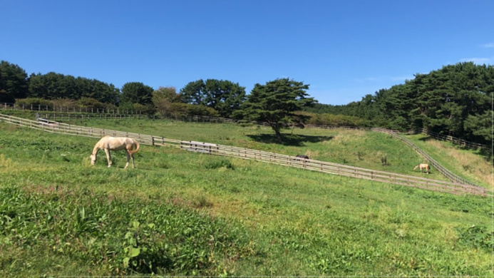  “Golden horse” Ahalteke in Japan