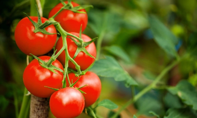  Turkmen entrepreneur exports up to 100 tons of tomatoes to Russia