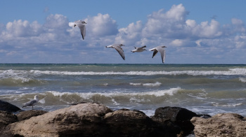 Expert from Turkmenistan discusses Caspian Sea's condition and conservation measures