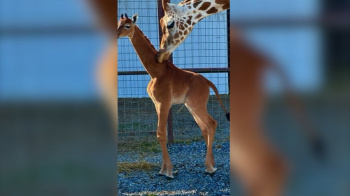 A baby giraffe without spots was born in an American zoo