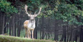 In harmony with nature without people. The epidemic gave wildlife a second chance