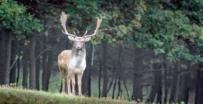  In harmony with nature without people. The epidemic gave wildlife a second chance