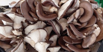 Oysters - mushrooms on one bush