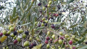 Olives: an ancient delicacy and world symbol