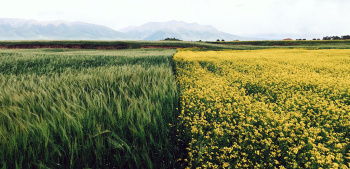 Agro-ecology – a contribution to food safety and nature protection