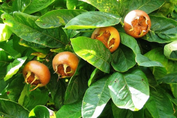 A plant was found in Turkmenistan, which was considered to have disappeared on the territory of the country