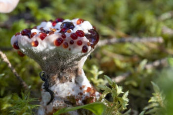 Unusual mushrooms called "bloody teeth" were found in the Leningrad region