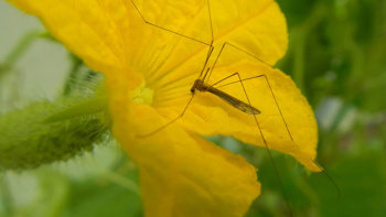 Scientists develop new method to control mosquitoes