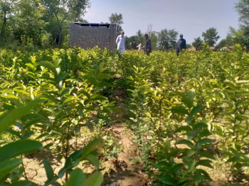 In Pakistan there emerged woods on a desert place