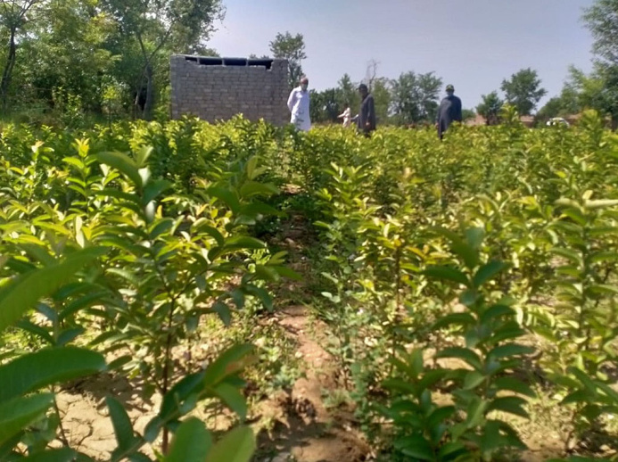  In Pakistan there emerged woods on a desert place