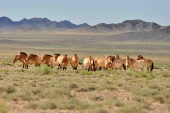 Central Asia amidst the pandemic creates a unified map of diseases of animals