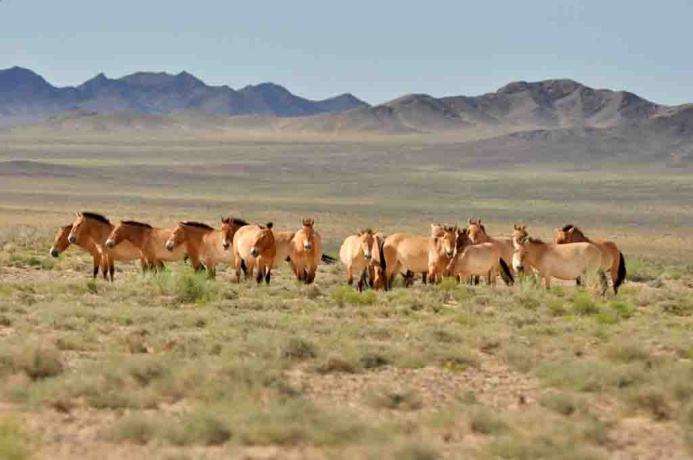  Central Asia amidst the pandemic creates a unified map of diseases of animals