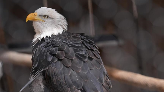  The Bald eagle has officially become the national bird of the United States