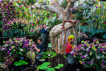 Londonyň "Kew Gardens" bagynda gülleriň walsy