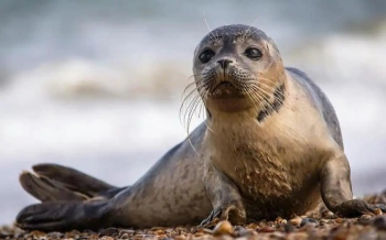 Kazakhstan to establish natural reserve for Caspian seals