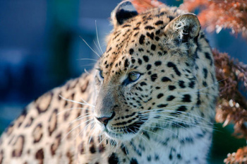 Russia engages in talks with Turkmenistan on the transfer of wild leopards