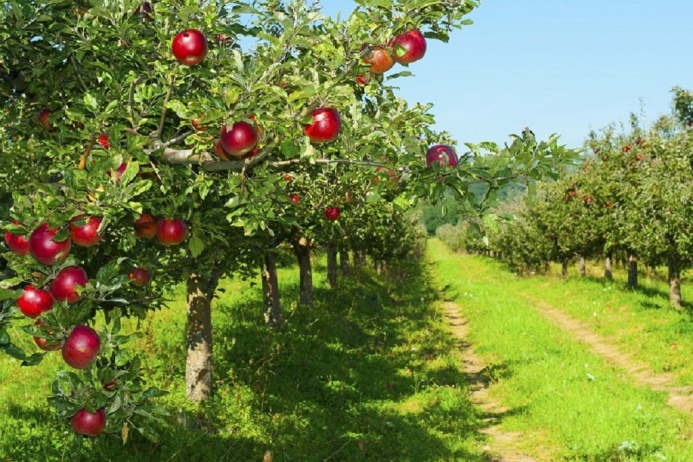  Яблоневый сад с нуля смогут вырастить слушатели агротехнического семинара в Ашхабаде