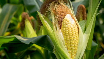 Golden corn in the fields of Turkmenistan