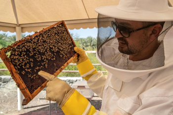 Genetically modified heat-resistant bees have been bred in the UAE